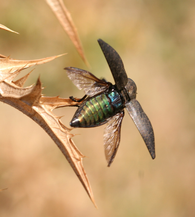 Capnodis tenebricosa
